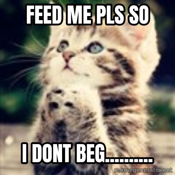 Praying Kitten meme: feed me pls so / I dont beg..........