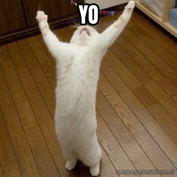 praise the lord cat meme: yo