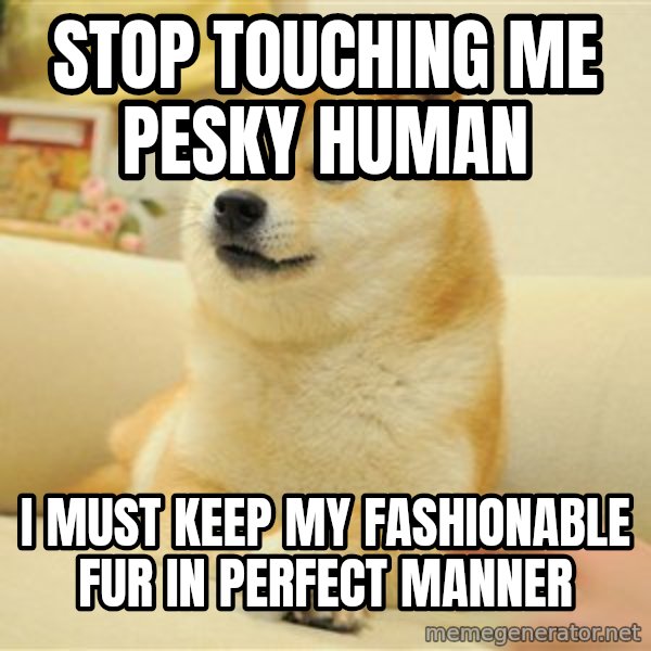 so doge meme: stop touching me pesky human / i must keep my fashionable fur in perfect manner