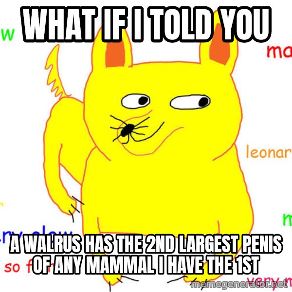 What If I Told You meme: what if i told you / a walrus has the 2nd largest penis of any mammal i have the 1st