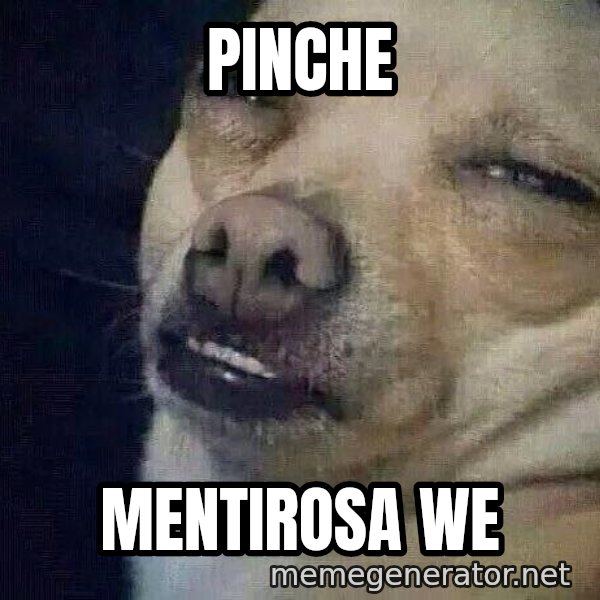 Perro el ql mentiroso meme: pinche / mentirosa we