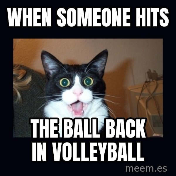 shocked cat meme: When someone hits / The ball back in volleyball