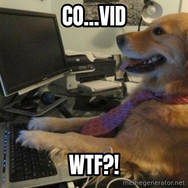 I have no idea what I'm doing - Dog with Tie meme: co...vid / WTF?!