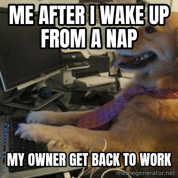 I have no idea what I'm doing - Dog with Tie meme: me after i wake up from a nap / my owner get back to work