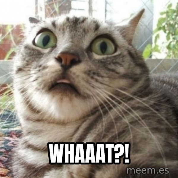 scared cat meme: Whaaat?!