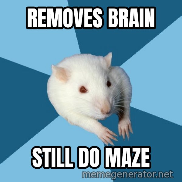 Psychology Major Rat meme: Removes brain / Still do maze