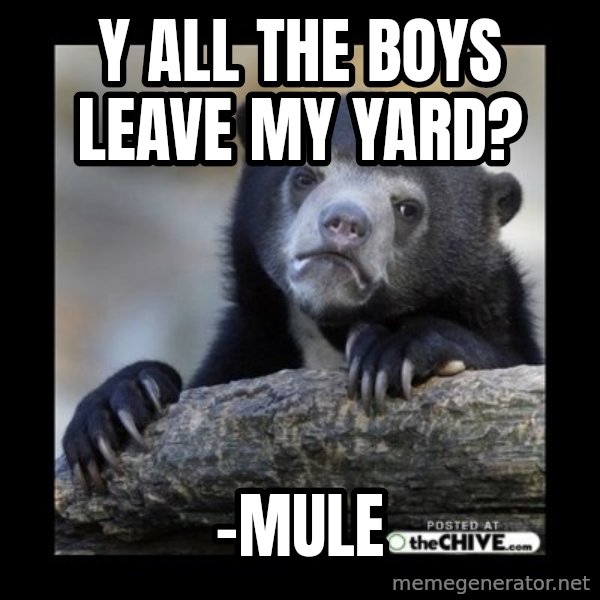 sad bear meme: Y all the boys leave my yard? / -mule