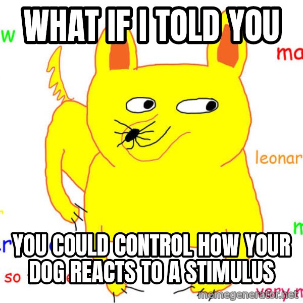 What If I Told You meme: What if i told you / you could control how your dog reacts to a stimulus