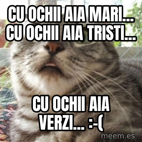 scared cat meme: Cu ochii aia mari...   Cu ochii aia tristi... / Cu ochii aia verzi...  :-(