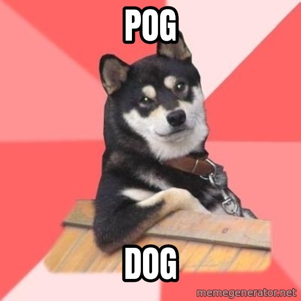 Cool Dog meme: POG / DOG