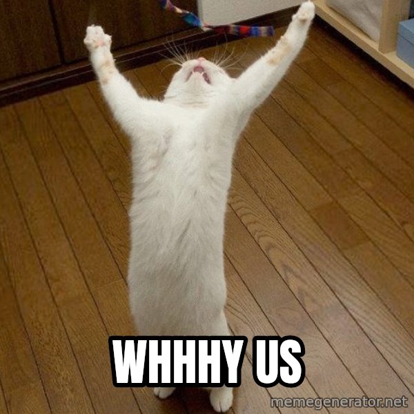 praise the lord cat meme: WHHHY US
