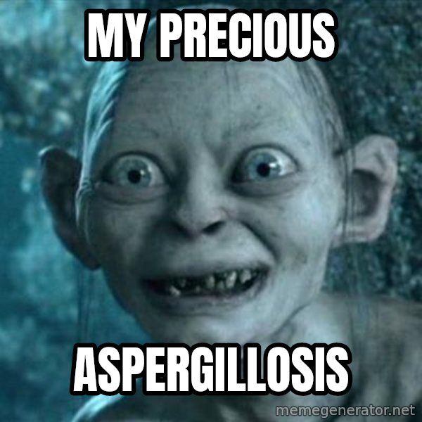My Precious Gollum meme: My Precious / Aspergillosis