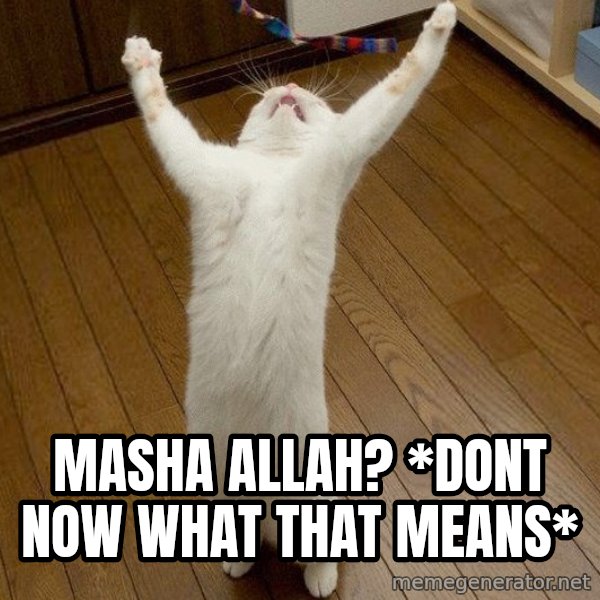 praise the lord cat meme: Masha allah? *dont now what that means*