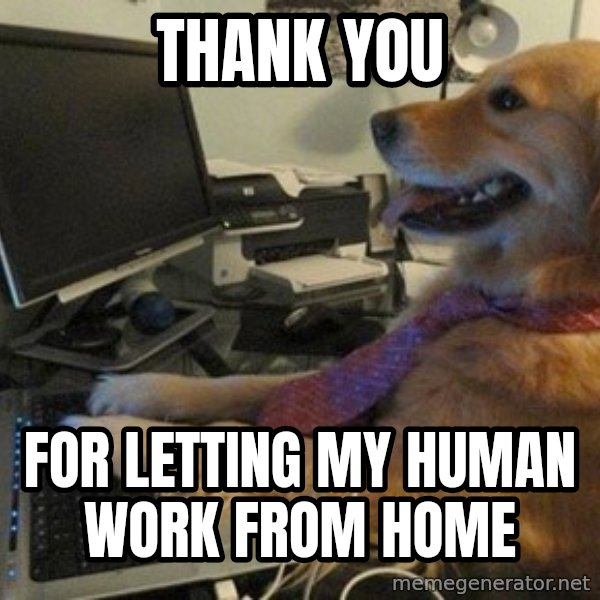 I have no idea what I'm doing - Dog with Tie meme: Thank you / For letting my human work from home