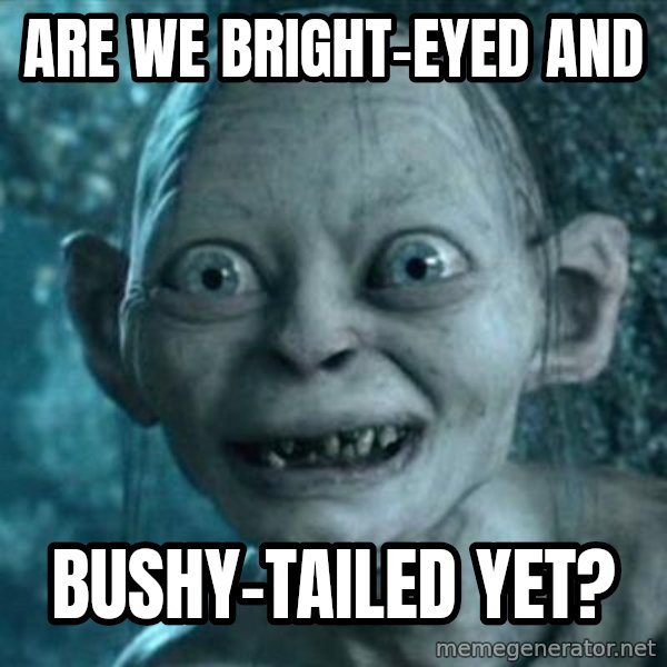 My Precious Gollum meme: Are we bright-eyed and / bushy-tailed yet?