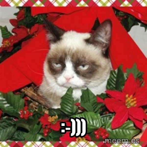 Grumpy Christmas Cat meme: :-)))