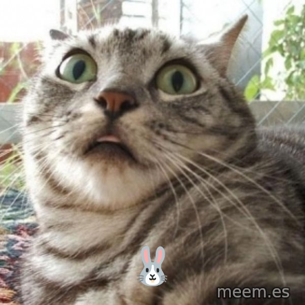 scared cat meme: 🐰