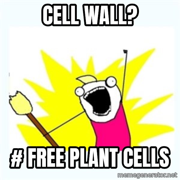 All the things meme: cell wall? / # free plant cells