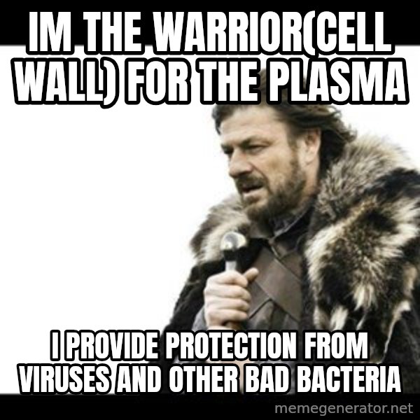 Winter is Coming meme: Im the warrior(cell wall) for the plasma / i provide protection from viruses and other bad bacteria