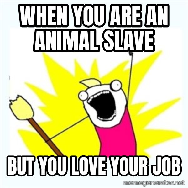 All the things meme: when you are an animal slave / but you love your job