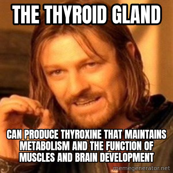 One Does Not Simply meme: The Thyroid gland / can produce thyroxine that maintains metabolism and the function of muscles and brain development