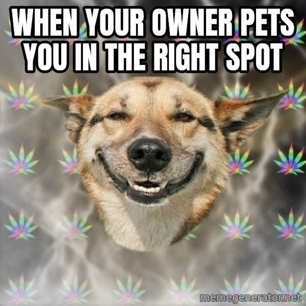 Stoner Dog meme: When your owner pets you in the right spot