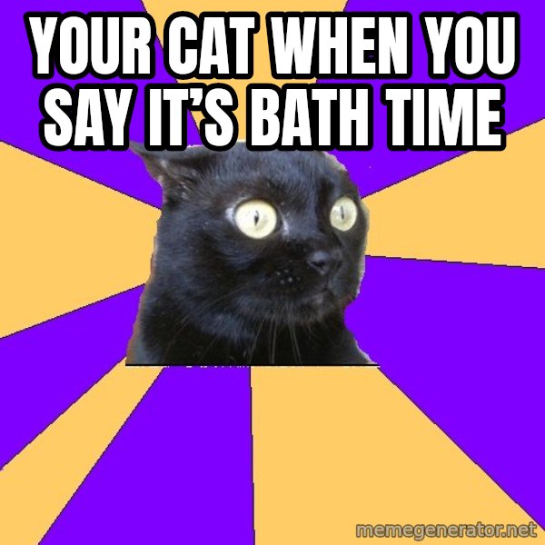 Anxiety Cat meme: Your cat when you say it’s bath time