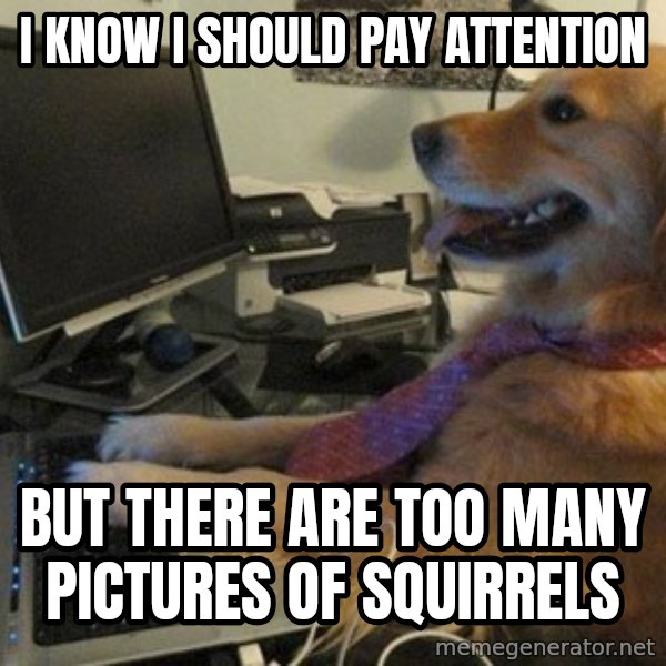 I have no idea what I'm doing - Dog with Tie meme: I know I should pay attention / But there are too many pictures of squirrels