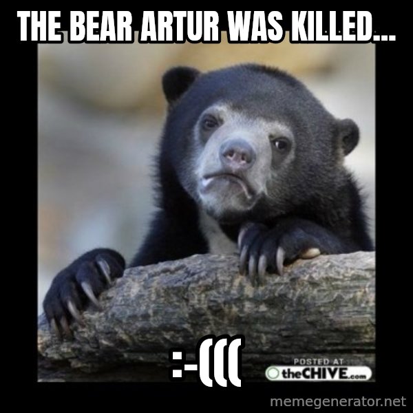 sad bear meme: The bear Artur was killed... / :-(((