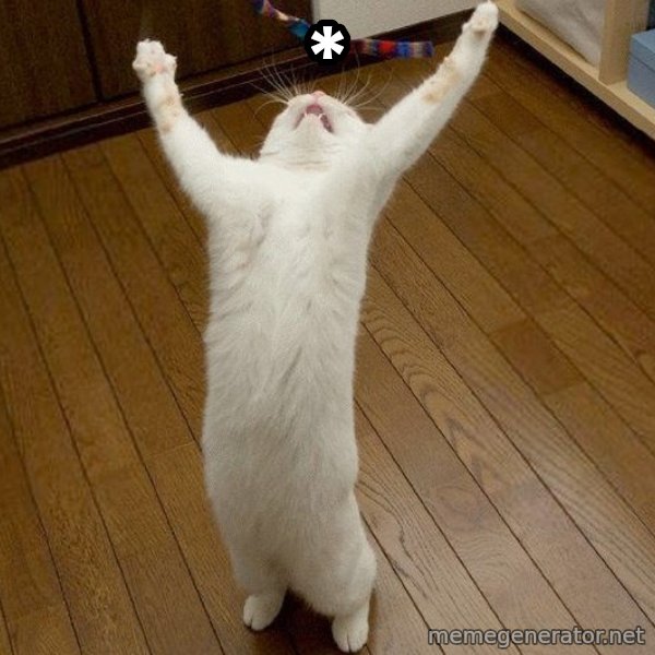 praise the lord cat meme: *