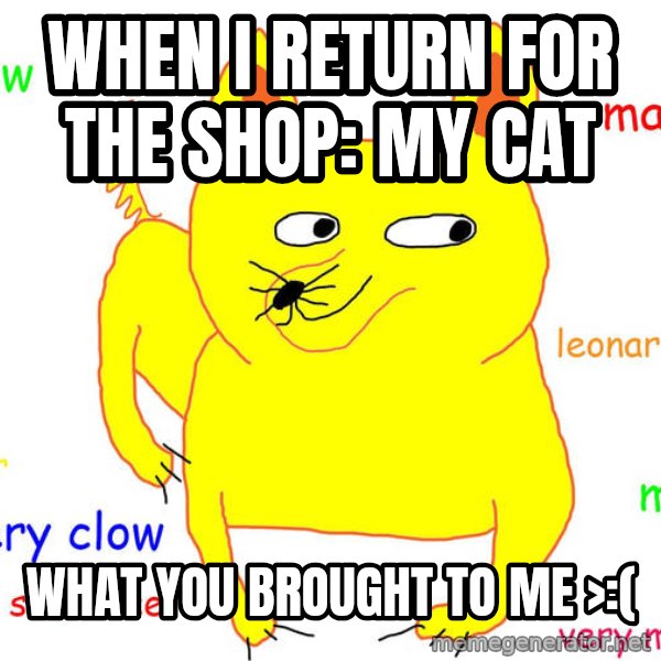 Grumpy Cat  meme: when i return for the shop: My cat / WHAT YOU BROUGHT TO ME >:(