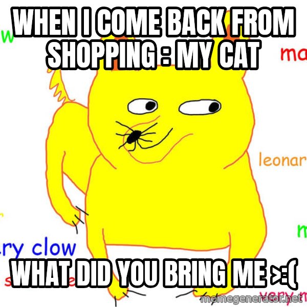 Grumpy Cat  meme: when i come back from shopping : My Cat / WHAT DID YOU BRING ME >:(