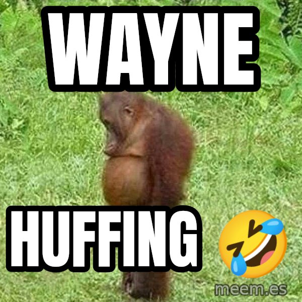 Orangutan Stan meme: Wayne / Huffing 🤣