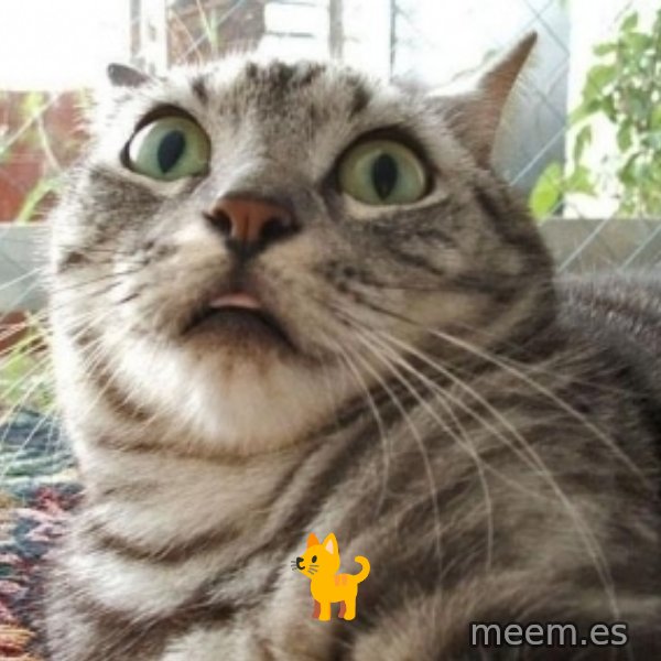 scared cat meme: 🐈