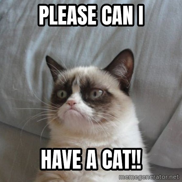 Grumpy cat good meme: Please can i / Have a cat!!