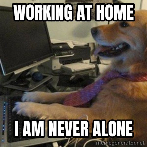 I have no idea what I'm doing - Dog with Tie meme: Working at home / I am never alone