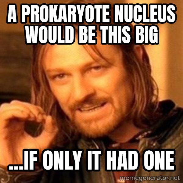 One Does Not Simply meme: A Prokaryote nucleus would be this big / ...if only it had one