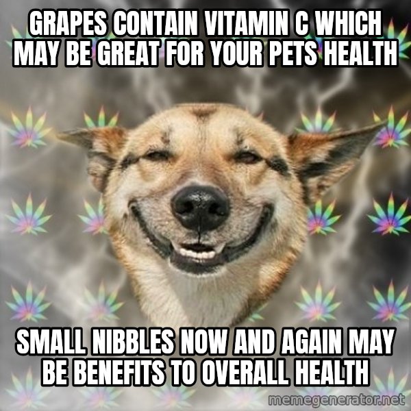 Stoner Dog meme: Grapes contain Vitamin C which may be great for your pets health / Small nibbles now and again may be benefits to overall health