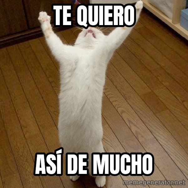 praise the lord cat meme: te quiero / así de mucho