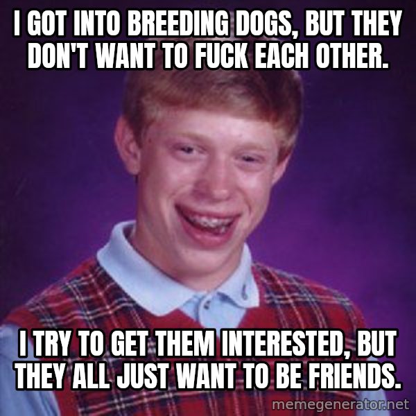 Bad Luck Brian meme: I got into breeding dogs, but they don't want to fuck each other. / I try to get them interested, but they all just want to be friends.