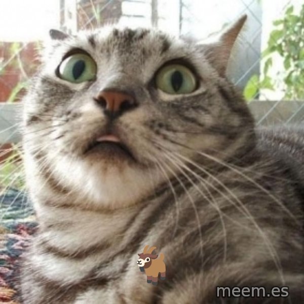 scared cat meme: 🐐