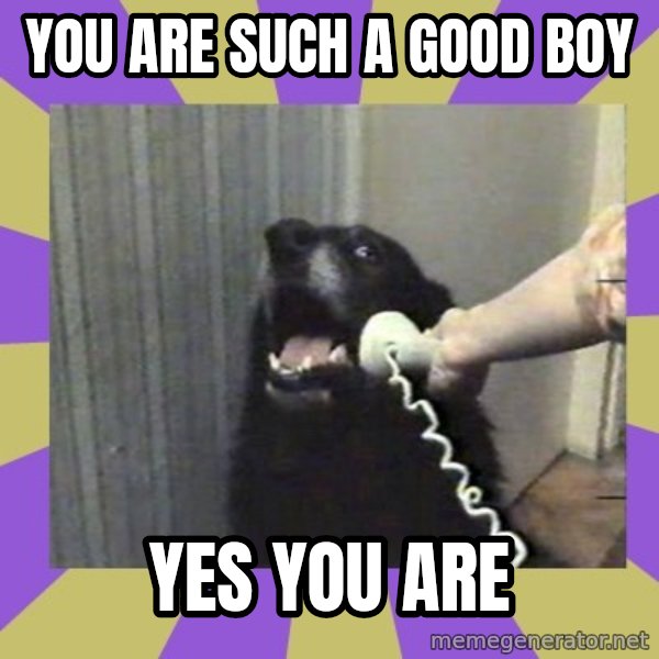 Yes, this is dog! meme: you are such a good boy / yes you are