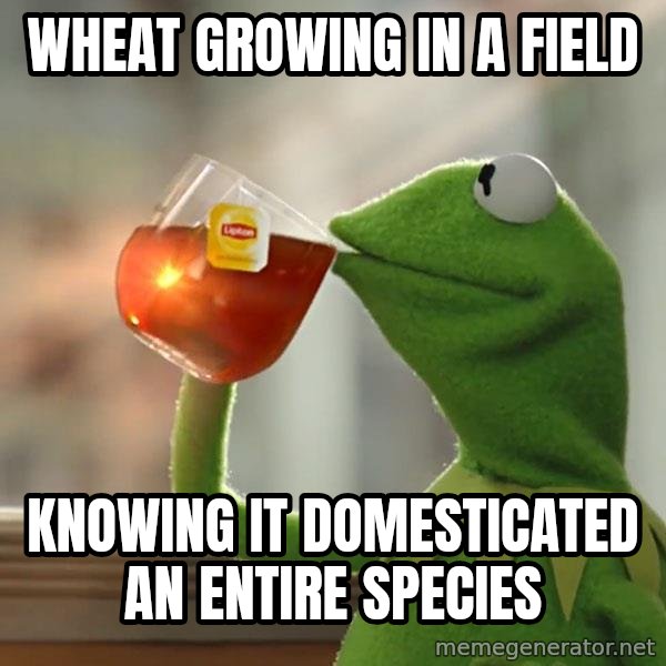 Kermit The Frog Drinking Tea meme: Wheat growing in a field / Knowing it domesticated an entire species