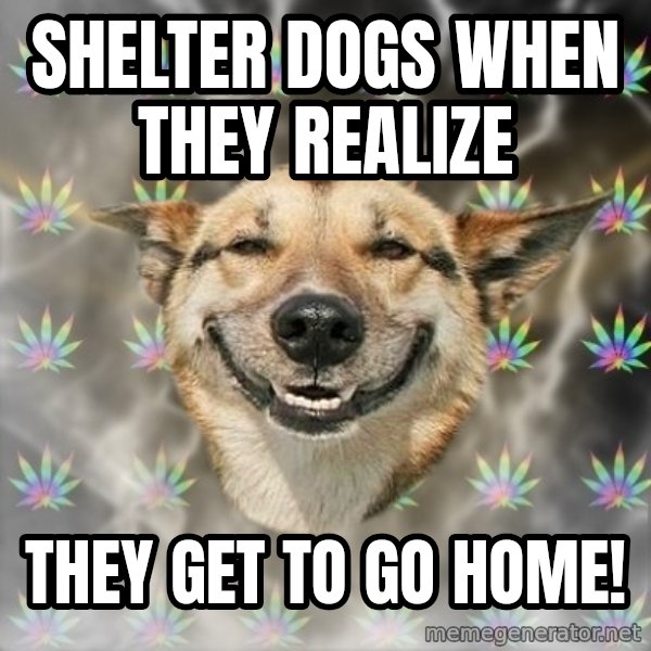 Stoner Dog meme: Shelter dogs when they realize / they get to go home!