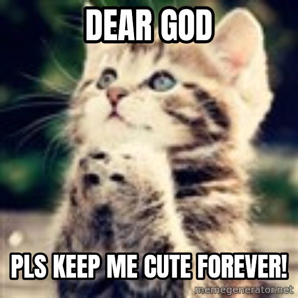 Praying Kitten meme: dear god / pls keep me cute forever!