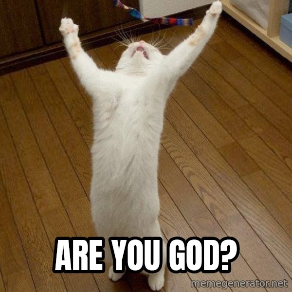 praise the lord cat meme: are you god?