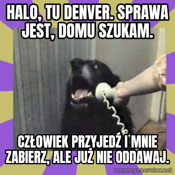 Yes, this is dog! meme: Halo, tu Denver. Sprawa jest, domu szukam. / Człowiek przyjedź i mnie zabierz, ale już nie oddawaj.
