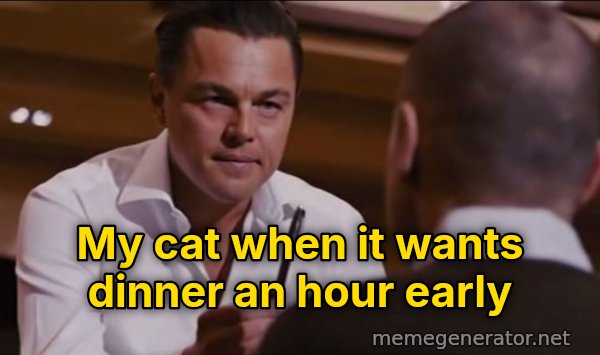 Sell Me This Pen meme: My cat when it wants dinner an hour early