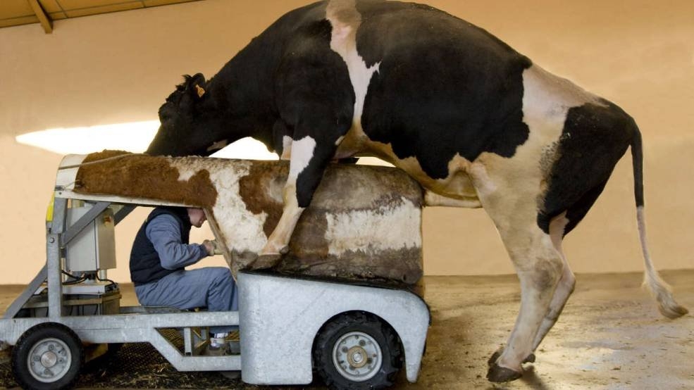 [Image: milking-a-bull.jpg]
