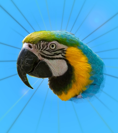 Biology Major Parrot